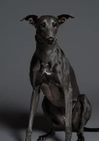 小辛